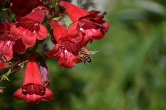 Apis mellifera