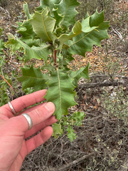 Banksia undata, photograph (c) Tyler Anthony, some rights reserved (CC BY)