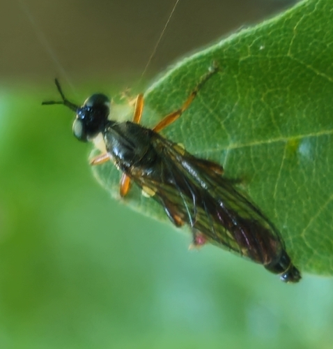 Stripe-legged Robber Fly