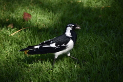 Grallina cyanoleuca
