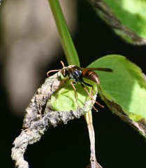 Polistes humilis humilis