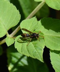 Polistes humilis humilis