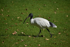 Threskiornis molucca
