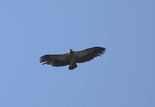 Himalayan Griffon