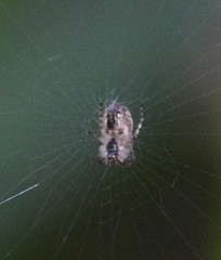 Araneae