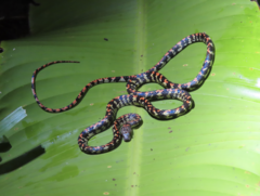 Siphlophis cervinus