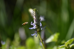 Apis mellifera