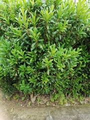 Buxus sinica