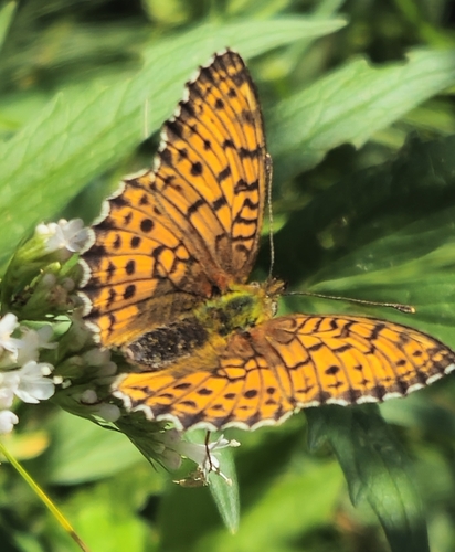 Lesser Marbled Fritillary