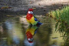 Platycercus eximius