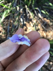 Dietes grandiflora