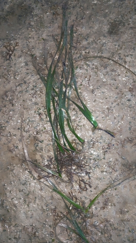 Enhalus acoroides, photograph 2
