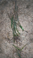 Enhalus acoroides, photograph (c) grass_0, some rights reserved (CC BY)
