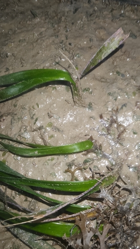 Enhalus acoroides, photograph 3