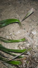 Enhalus acoroides, photograph (c) grass_0, some rights reserved (CC BY)