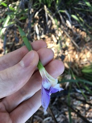 Dietes grandiflora