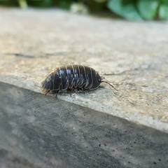 Armadillidium depressum
