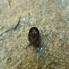 Armadillidium depressum