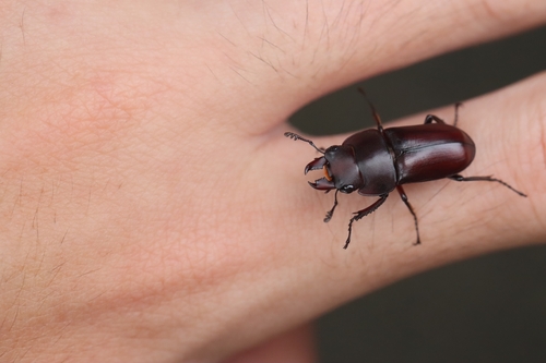 Falcicornis mellianus