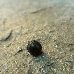 Armadillidium depressum