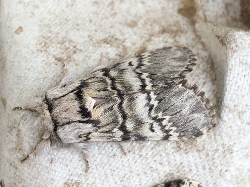 Lunar Marbled Brown