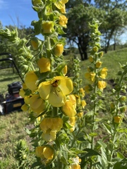 Verbascum creticum