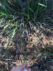 Dietes grandiflora