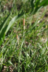 Carex tomentosa