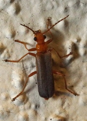 Podabrus pruinosus