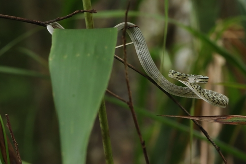 Oriental Whipsnake