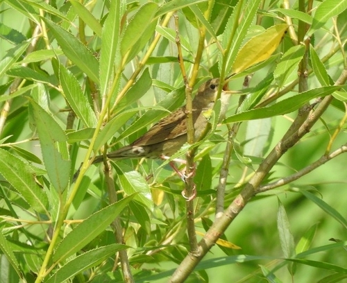 Common Grasshopper Warbler, Werkendam, Netherlands, photo 10 of 10