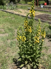 Verbascum creticum
