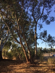 Eucalyptus leucoxylon megalocarpa