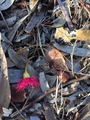 Eucalyptus leucoxylon megalocarpa