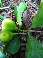 Pyrostria