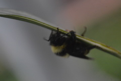 Bombus medius