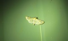 Cotachena hicana