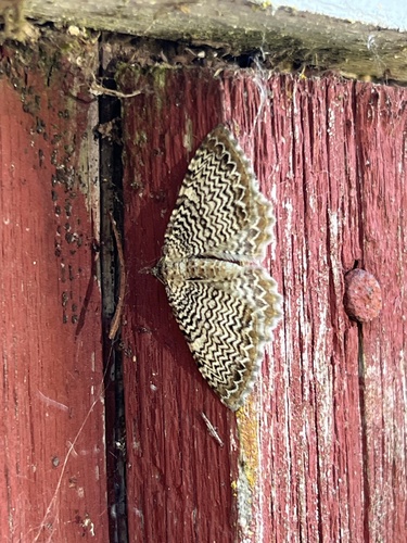 scallop shell moth