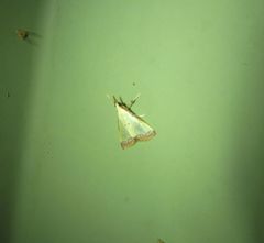 Autocharis hedyphaes