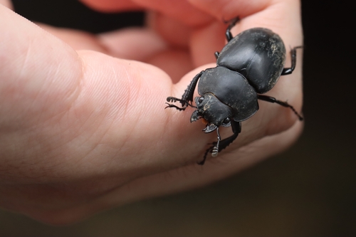 Odontolabis platynota