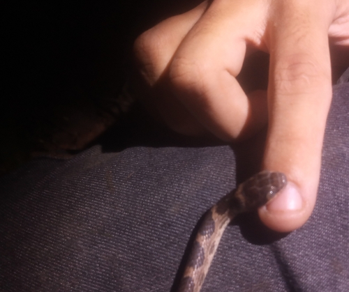 Paraiba Cat-eyed Snake