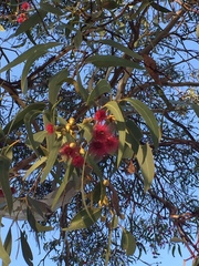 Eucalyptus leucoxylon megalocarpa