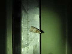 Calguia defiguralis