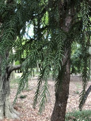 Cryptomeria japonica