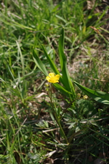 Ranunculus polyanthemos