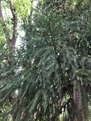 Cryptomeria japonica