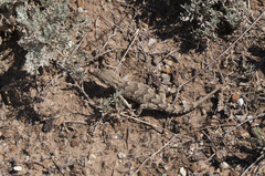 Mediodactylus russowii