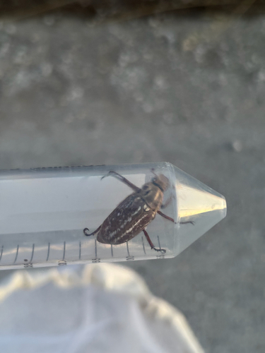 Anoxia orientalis