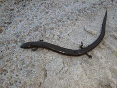 Hemiergis decresiensis