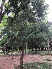 Cryptomeria japonica